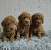 Photo №2 to announcement № 103579 for the sale of poodle (dwarf) - buy in Serbia 