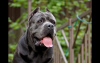 Photo №2 to announcement № 8997 for the sale of cane corso - buy in Russian Federation breeder