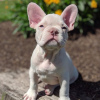 Photo №4. I will sell french bulldog in the city of Berlin. private announcement - price - 350$