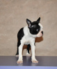 Additional photos: Boston terrier puppies for sale