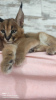 Photo №1. caracal - for sale in the city of Odessa | 5811$ | Announcement № 68555