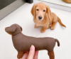 Photo №2 to announcement № 55323 for the sale of dachshund - buy in Sweden 