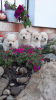 Photo №2 to announcement № 125054 for the sale of chow chow - buy in Serbia 