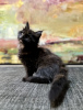 Photo №1. maine coon - for sale in the city of Warsaw | 845$ | Announcement № 126643