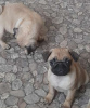 Photo №2 to announcement № 44039 for the sale of pug - buy in Russian Federation breeder