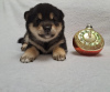 Photo №2 to announcement № 33081 for the sale of shiba inu - buy in Belarus private announcement, from nursery