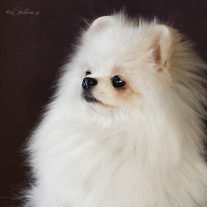 Photo №4. I will sell german spitz in the city of Berezniki. private announcement - price - Is free