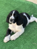 Photo №1. english springer spaniel - for sale in the city of Plovdiv | 1585$ | Announcement № 121742