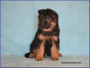 Photo №2 to announcement № 6128 for the sale of german shepherd - buy in Russian Federation from nursery