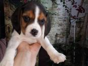 Photo №2 to announcement № 1162 for the sale of beagle - buy in Belarus private announcement, breeder