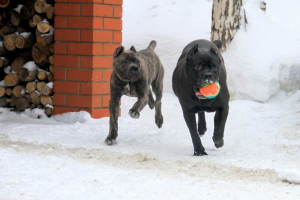 Photo №3. Cane Corso puppy., Moscow. Russian Federation