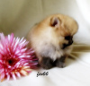 Photo №4. I will sell pomeranian in the city of Москва. breeder - price - 512$
