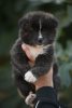 Additional photos: Akita Inu puppies