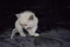 Photo №4. I will sell ragdoll in the city of Валенсия. breeder - price - 370$