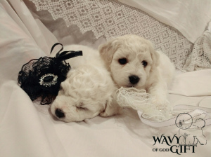 Photo №3. Bichon Frize puppies. Ukraine