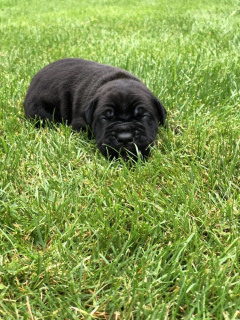 Additional photos: Selling puppies Cane Corso first litter