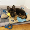 Photo №1. german shepherd - for sale in the city of Split | negotiated | Announcement № 101977