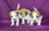 Photo №2 to announcement № 89545 for the sale of jack russell terrier - buy in Belarus private announcement