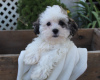 Photo №2 to announcement № 9222 for the sale of shih tzu - buy in United States breeder