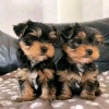 Photo №2 to announcement № 72008 for the sale of yorkshire terrier - buy in Finland private announcement, breeder