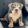 Photo №1. english bulldog - for sale in the city of Bradford | 380$ | Announcement № 125630