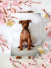 Photo №1. miniature pinscher - for sale in the city of Minsk | negotiated | Announcement № 8061