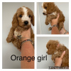 Photo №1. poodle (dwarf) - for sale in the city of Berlin | Is free | Announcement № 8011