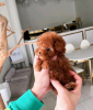 Photo №2 to announcement № 111740 for the sale of pomeranian - buy in Finland 