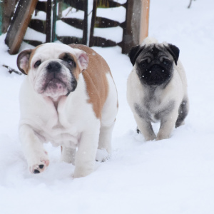 Photo №4. I will sell english bulldog in the city of Samara. breeder - price - Negotiated