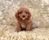 Photo №3. Potty trained Cavapoo puppies for sale. Germany