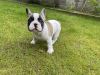 Photo №2 to announcement № 78094 for the sale of french bulldog - buy in United States private announcement