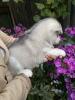 Photo №4. I will sell siberian husky in the city of Gomel. private announcement - price - negotiated