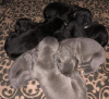 Photo №1. cane corso - for sale in the city of Vienna | 1057$ | Announcement № 67576