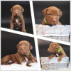 Photo №2 to announcement № 103501 for the sale of american pit bull terrier - buy in Russian Federation private announcement