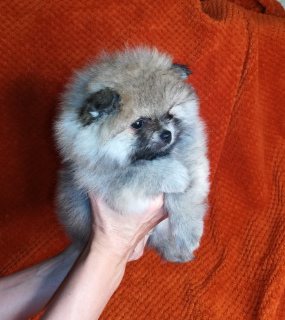 Photo №2 to announcement № 3325 for the sale of pomeranian - buy in Russian Federation breeder