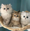 Photo №1. persian cat - for sale in the city of Харлем | 402$ | Announcement № 13827