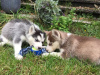 Photo №1. siberian husky - for sale in the city of Франкфурт-на-Майне | 338$ | Announcement № 78586