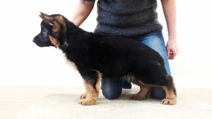 Additional photos: German shepherd puppy with a gorgeous pedigree