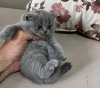 Photo №1. scottish fold - for sale in the city of New York | 220$ | Announcement № 64459