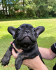 Photo №3. Beautiful Purebred French Bulldog puppies. Germany