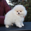 Photo №3. Pomeranian puppies. Germany