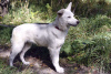 Photo №3. White dog Gerda is looking for a loving family.. Russian Federation