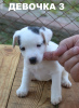 Photo №3. Parson Russell Terrier puppies for sale. Ukraine