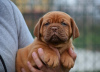 Additional photos: Bordeaux mastiff