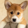Photo №2 to announcement № 30238 for the sale of welsh corgi - buy in Russian Federation breeder