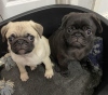 Photo №2 to announcement № 18792 for the sale of pug - buy in Spain private announcement, breeder