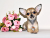 Photo №1. chihuahua - for sale in the city of Москва | 621$ | Announcement № 32607