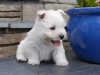 Photo №2 to announcement № 36074 for the sale of west highland white terrier - buy in Lithuania private announcement