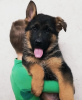 Photo №2 to announcement № 14284 for the sale of german shepherd - buy in Ukraine private announcement, from nursery, breeder