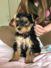 Photo №3. Teacup Yorkshire Terrier Puppy for free adoption. Germany